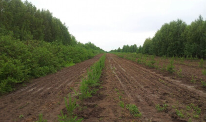 В Волгоградской области проводится посев лесных растений