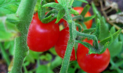 В Волгоградской области подешевела аграрная продукция
