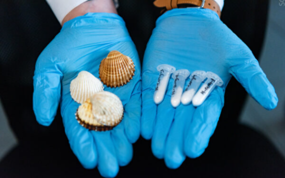 Ученые предложили использовать панцирь морского гребешка в стоматологии