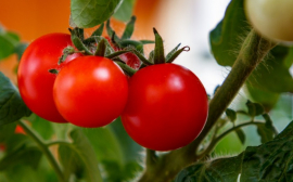 В Волгоградской области подешевели помидоры и огурцы