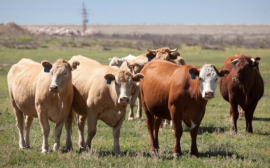 В Волгоградской области приватизируют племзавод по производству мраморной говядины