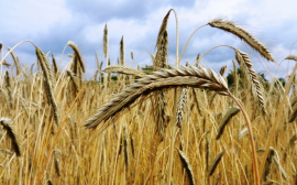 В Волгоградской области объемы производства аграрной продукции хотят увеличить в два раза