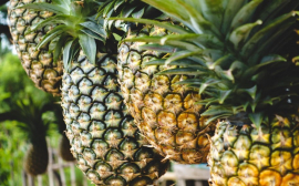 В Волгограде могут наладить переработку ананасов из Гвинеи