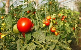 В 2018 году в волгоградских теплицах были выращены 46 тыс. тонн овощей