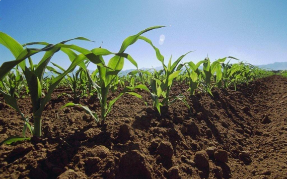 В Урюпинском районе будет запущен пилотный проект капельного орошения кукурузы
