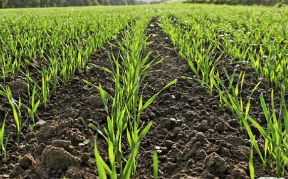 В волгоградском регионе засеяны 1,55 млн гектаров озимых под урожай 2020 года
