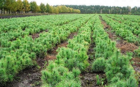 В Волгоградской области высажены будущие лесные массивы на площади 1,3 гектаров