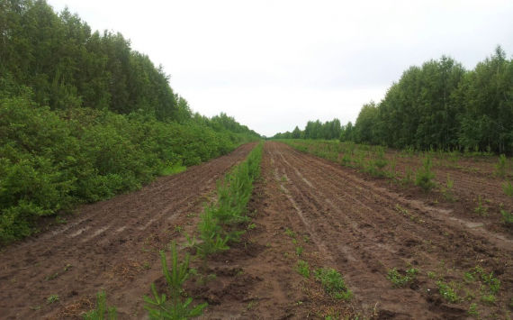 В Волгоградской области проводится посев лесных растений