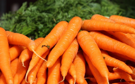 В Волгоградской области морковь подешевела на 23%