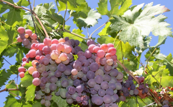 Власти Волгоградской области поддержали виноградарей субсидиями