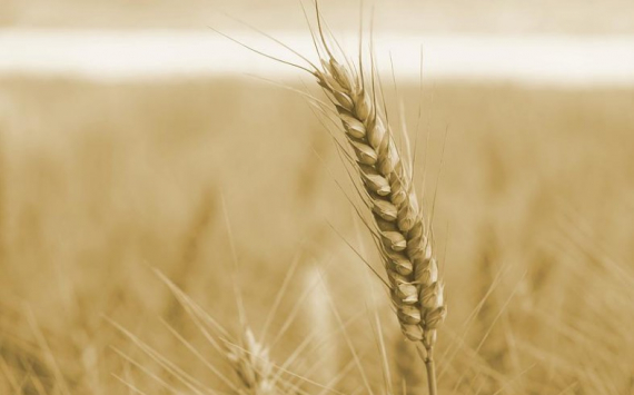 В Волгоградской области аграрии собрали 2 млн тонн зерна