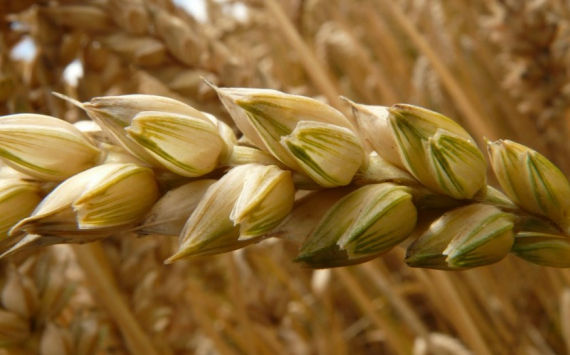 В Волгоградской области собрали более 5 млн тонн зерна