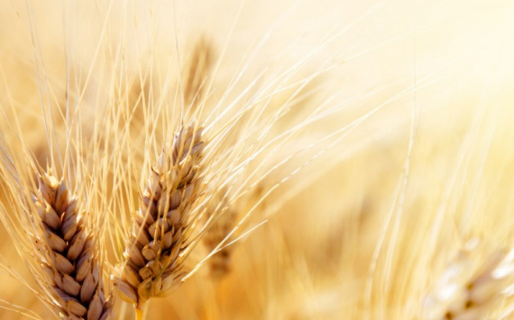 В Волгоградской области аграрии собрали 6 млн тонн зерна