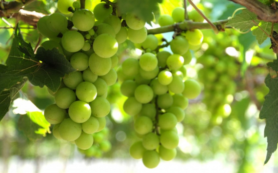 В Волгоградской области собрали 300 тонн винограда