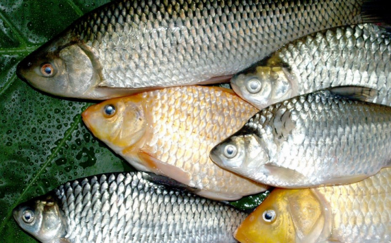 В Волгоградской области на 25% нарастили производство рыбной продукции