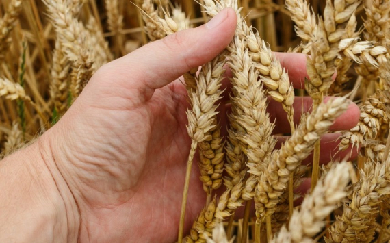 В Волгоградской области на поддержку производителей зерна выделили 300 млн рублей