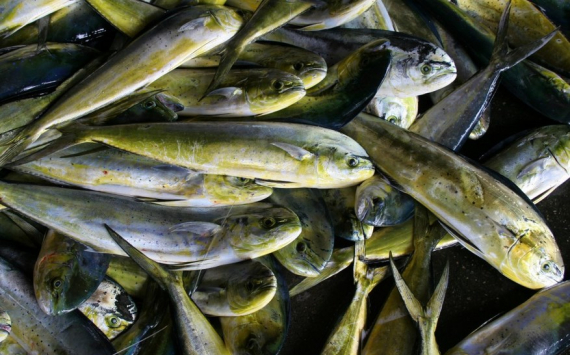 В Волгоградской области производство рыбы выросло на 13%