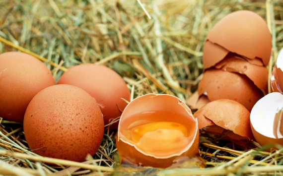 В Волгоградской области производство яиц довели до 479 млн штук