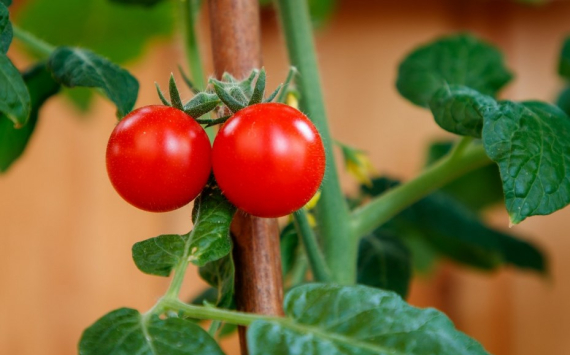 В Волгоградской области резко выросли цены на помидоры