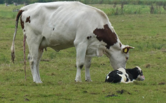 В Волгоградской области увеличивается поголовье крупного рогатого скота