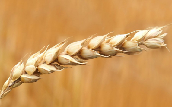 Волгоградская область при плохой погоде собрала 3 млн тонн высококачественного зерна