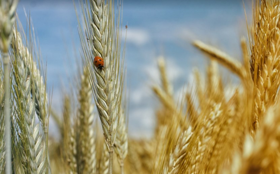 Волгоградская область планирует увеличить производство аграрной продукции до 460 млрд рублей