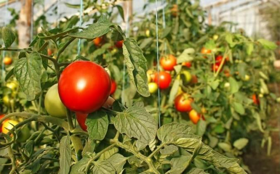 В 2018 году в волгоградских теплицах были выращены 46 тыс. тонн овощей